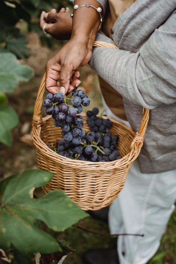 Recogida de uvas