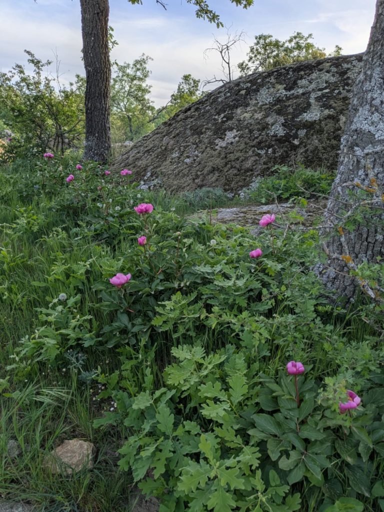 Ortigosa del Monte Peonias