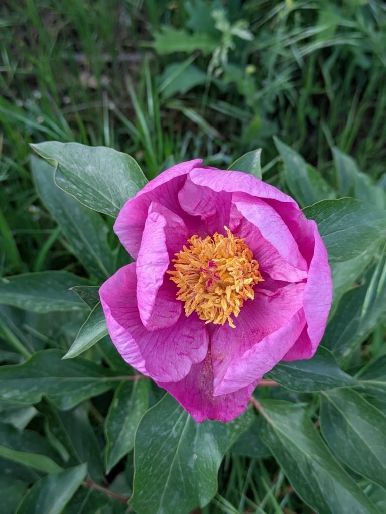 Peonia rosa