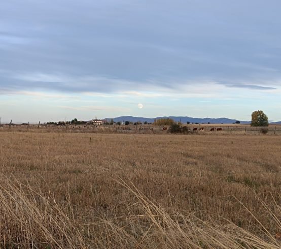 Cañada-real-soriana-paisaje