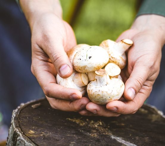 Organic mushrooms. Healthy food. Fresh mushrooms in farmers hands